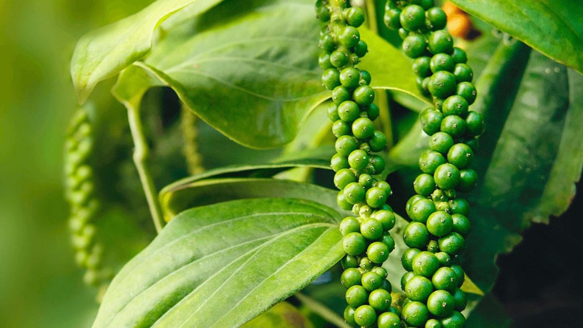 Khóa học test cài đặt